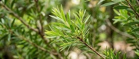 Olio di Tea Tree