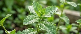 Olio di Menta Piperita